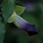 A 'Male' Flower
