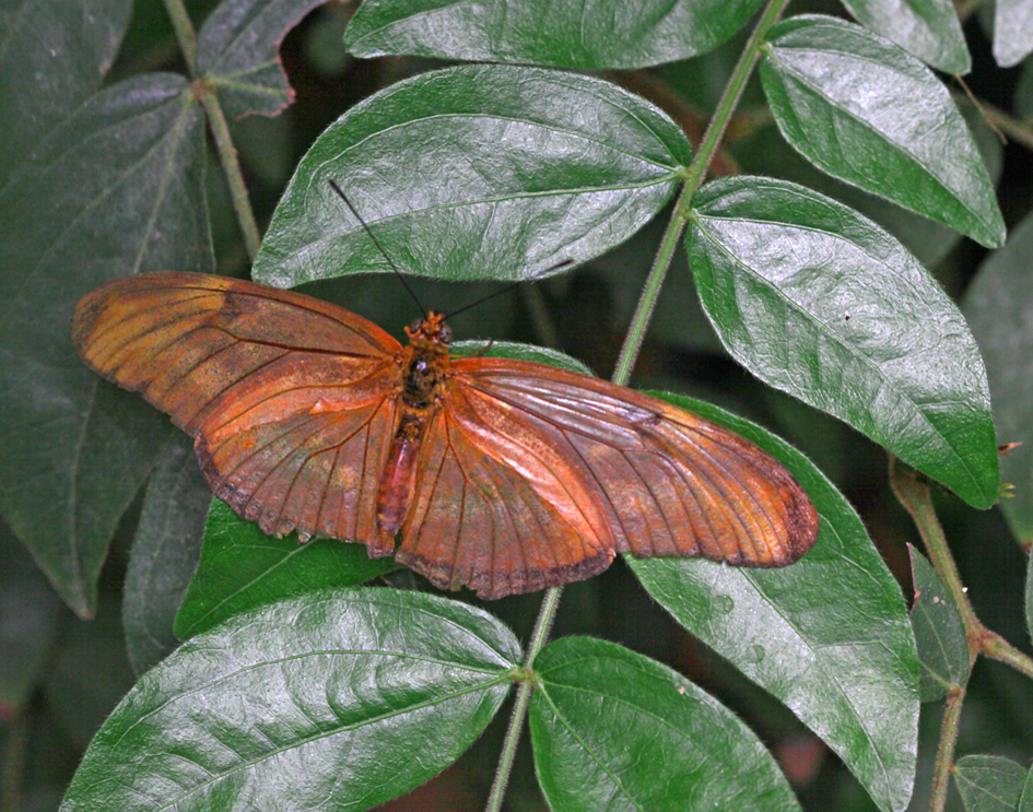 A Male Julia  (Heliconian dryas)