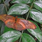 A Male Julia  (Heliconian dryas)