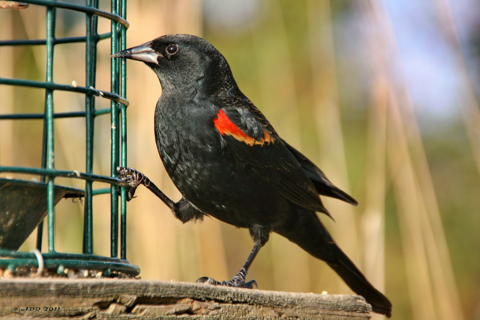 A Male Red-Winged Blackbird