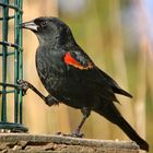 A Male Red-Winged Blackbird