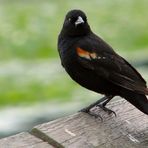 A Male Red-Winged Blackbrid