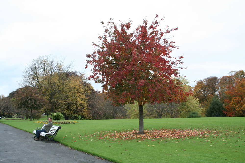 A man and a tree