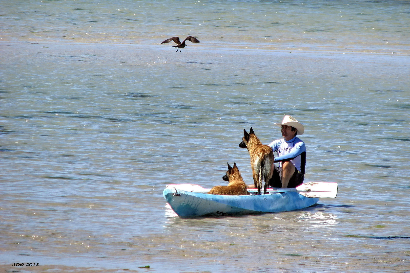 A Man and his Dogs