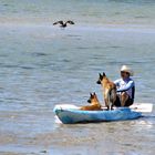 A Man and his Dogs