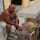 A man and his pig, Havana, Cuba