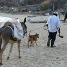 A Man, his Donkey and his Dog