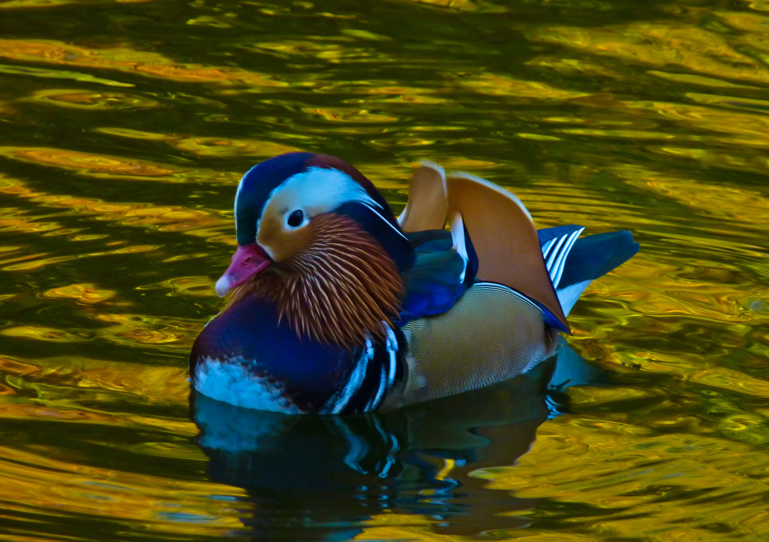 A Mandarin Drake Male Duck