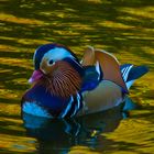 A Mandarin Drake Male Duck