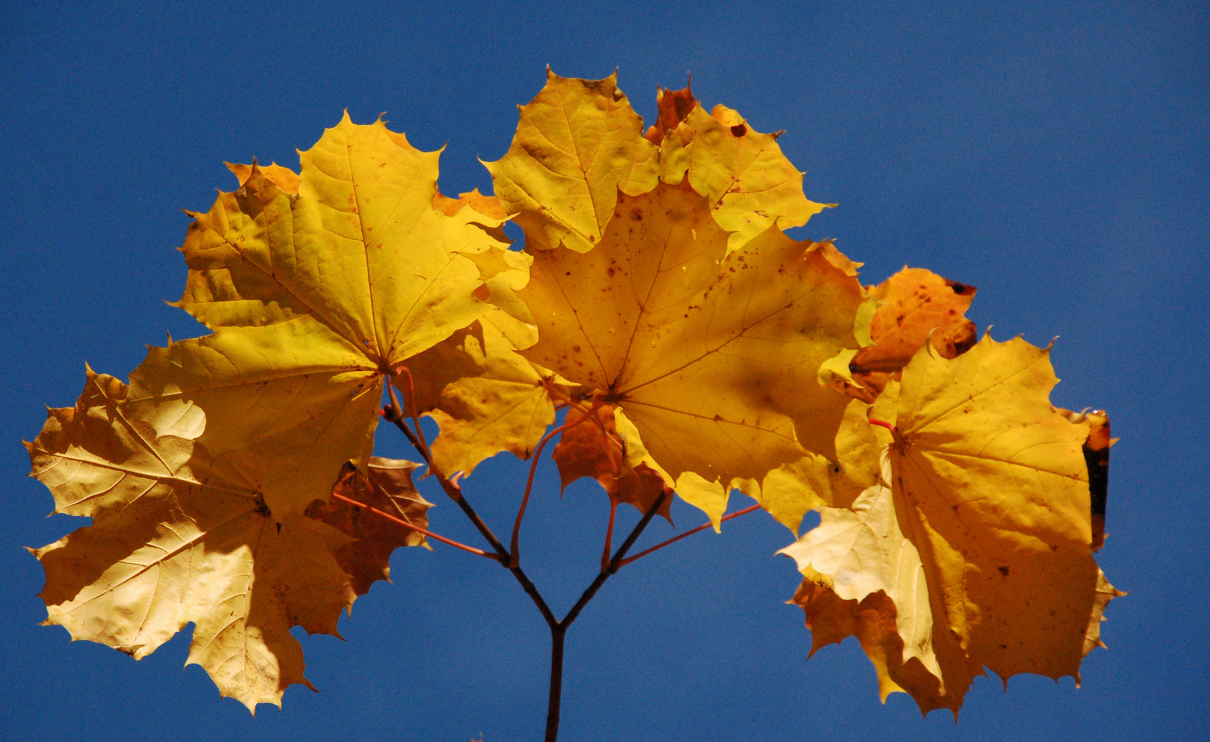 A Maple leaves