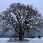 a maple-tree in winter.