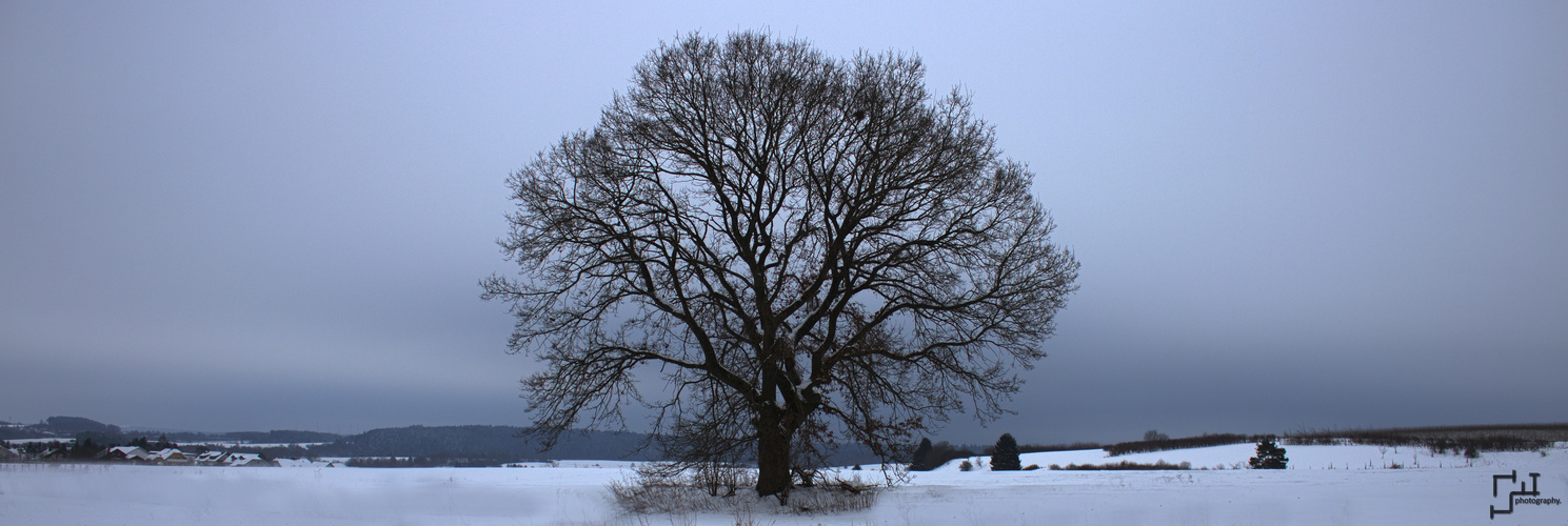 a maple-tree in winter.