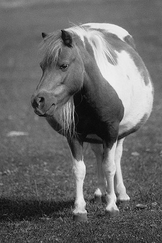 A mare of shetland pony