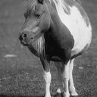 A mare of shetland pony