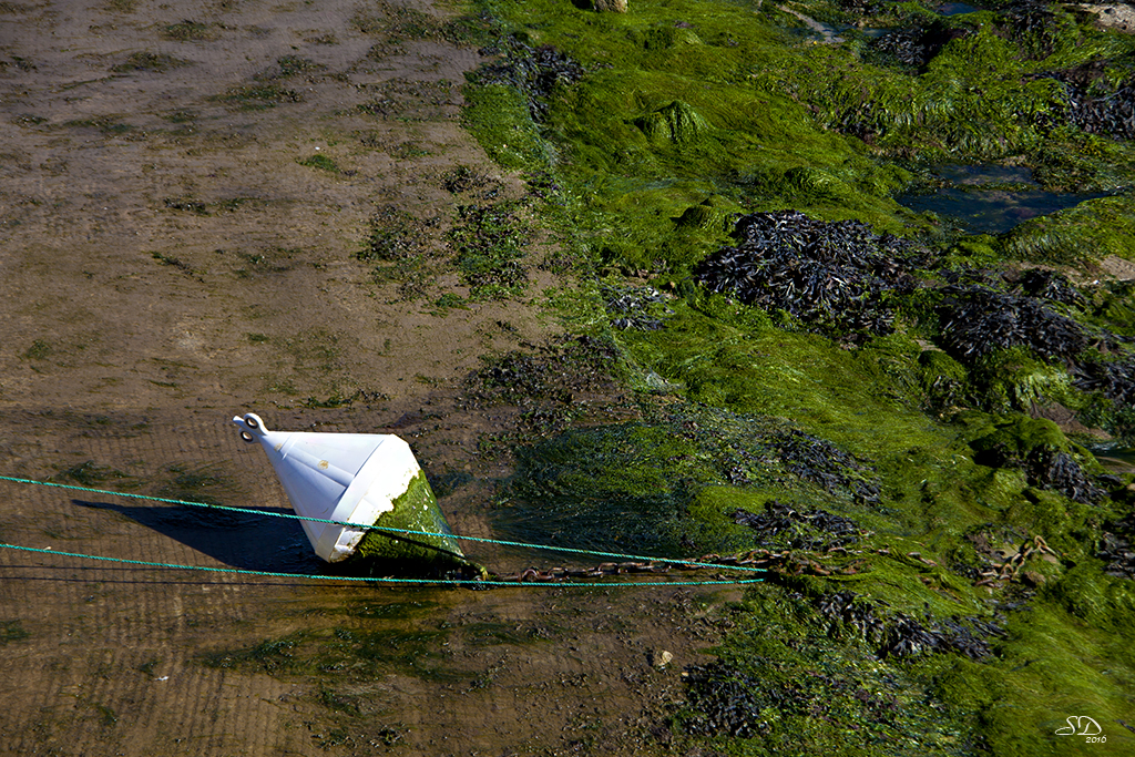 A marée basse 