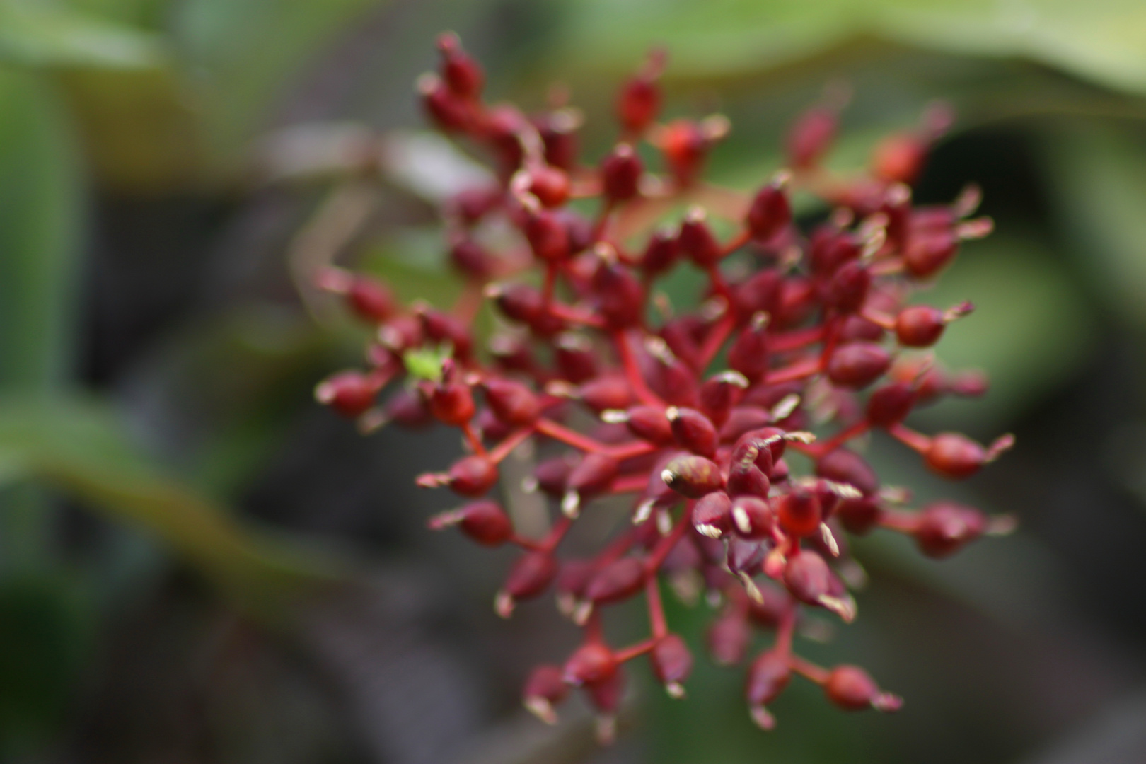 a massive maroon flower