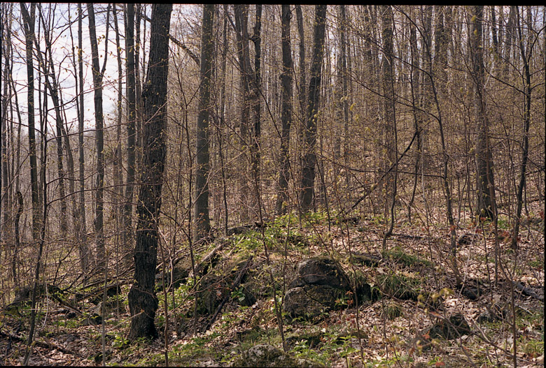 A May day. Gatineau Park, Quebec, Canada.