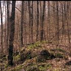 A May day. Gatineau Park, Quebec, Canada.