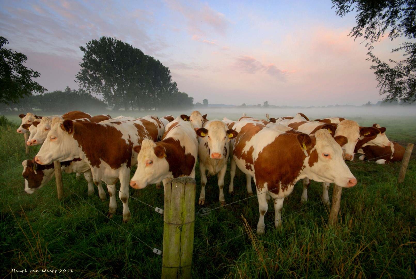 A meadow at dawn