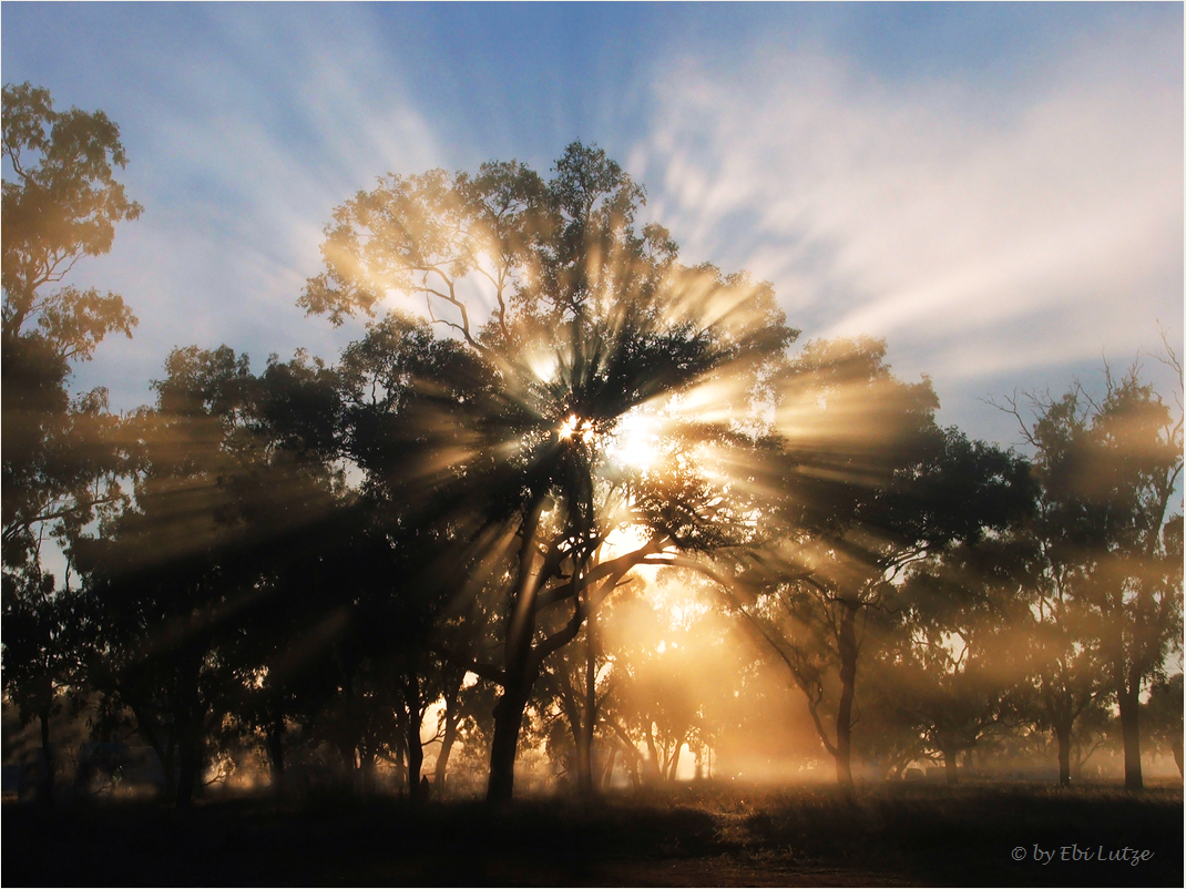 *** A Misty Morning ***