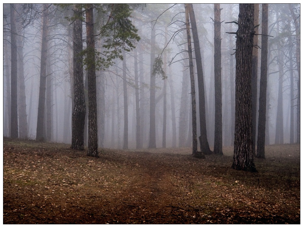 A misty morning in the woods