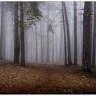 A misty morning in the woods