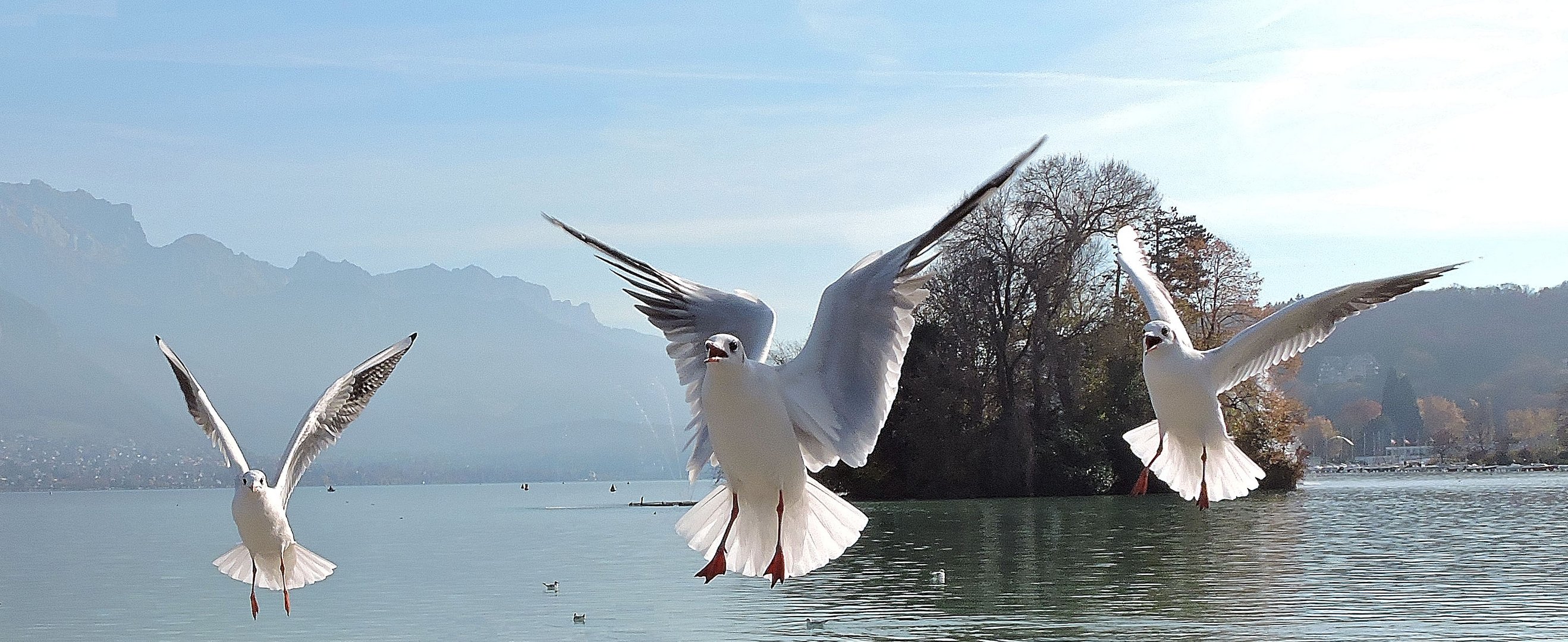 A moi! à moi!