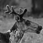  a molting caribou 