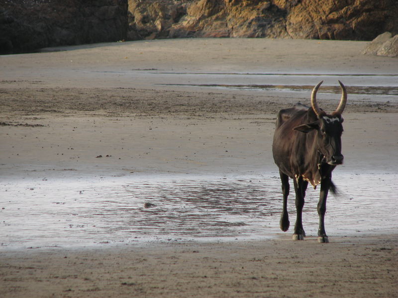 a moment from goa