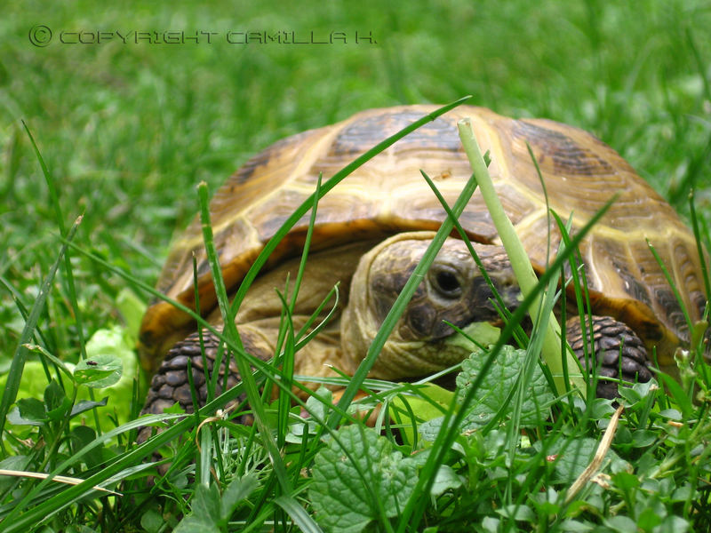 A monster in the grass. ;D