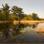 A moor landscape in Spring