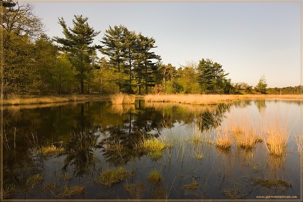 A moor landscape in Spring