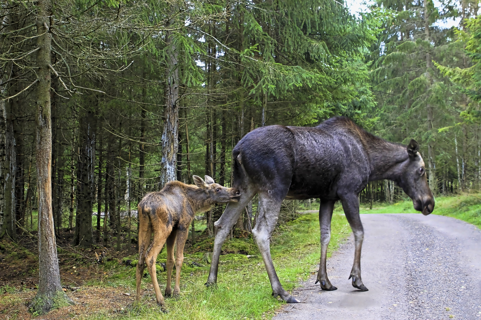 A moose and her calf