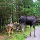 A moose and her calf