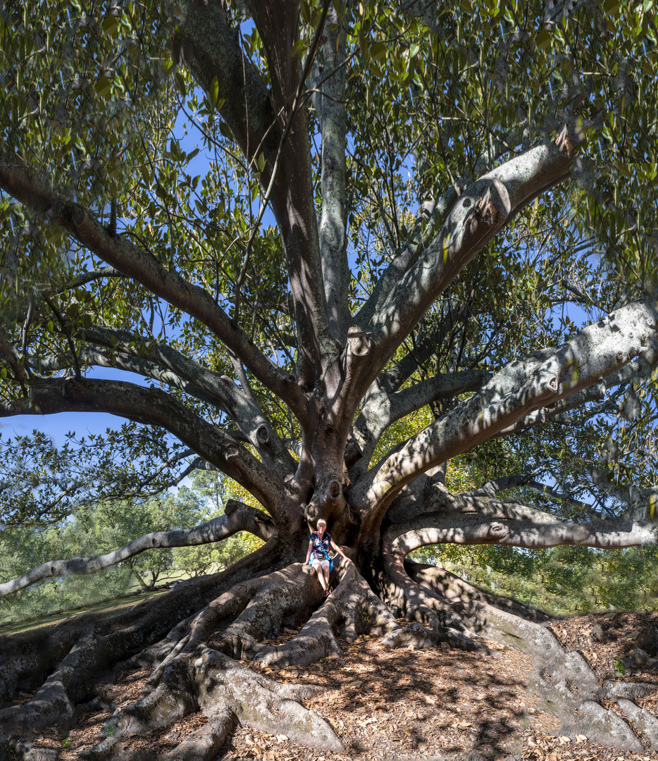 A Moreton Bay Fig Tree im Victoria Park in Auckland