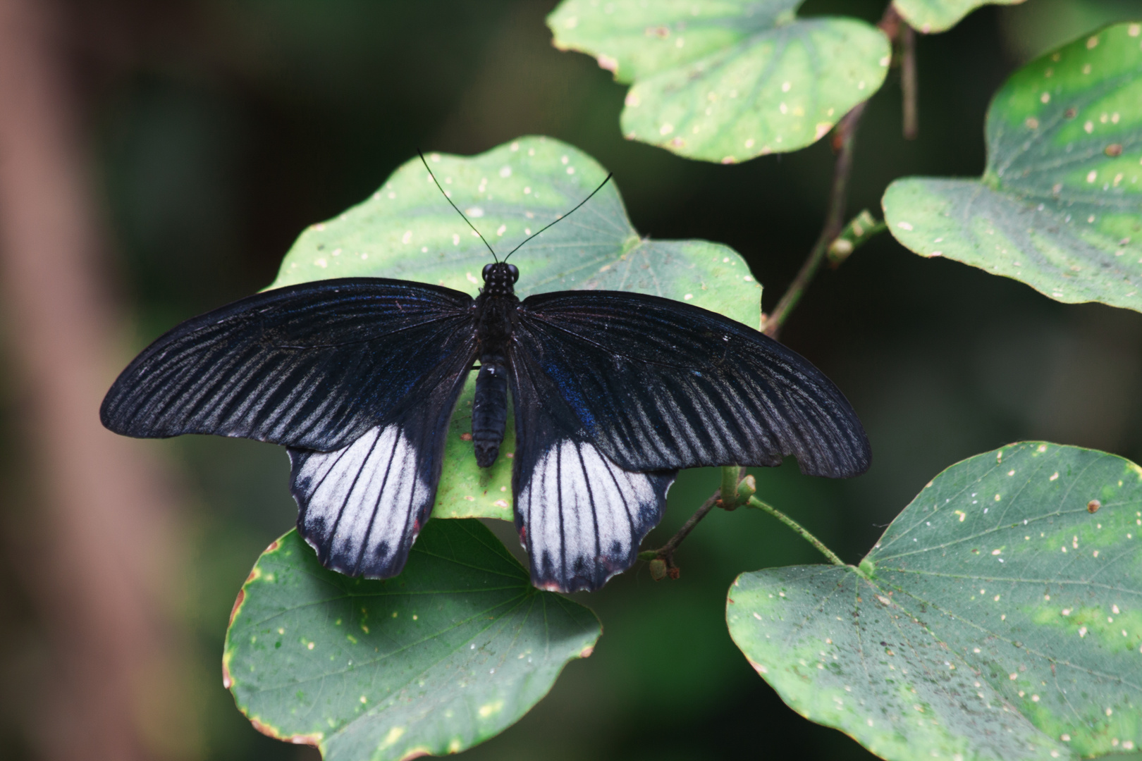 A Mormon Butterfly  (Papilio rumanzovia)