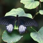 A Mormon Butterfly  (Papilio rumanzovia)