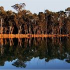 *** A Morning at the Murray River ***