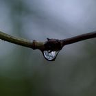 A Morning Drop!