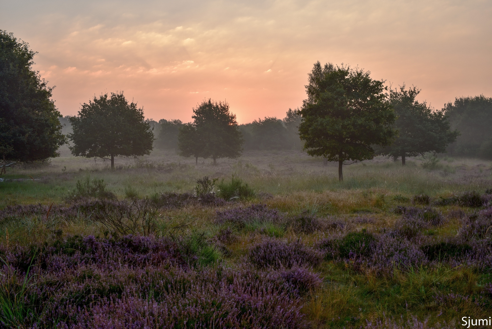 A morning in the heath