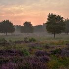 A morning in the heath