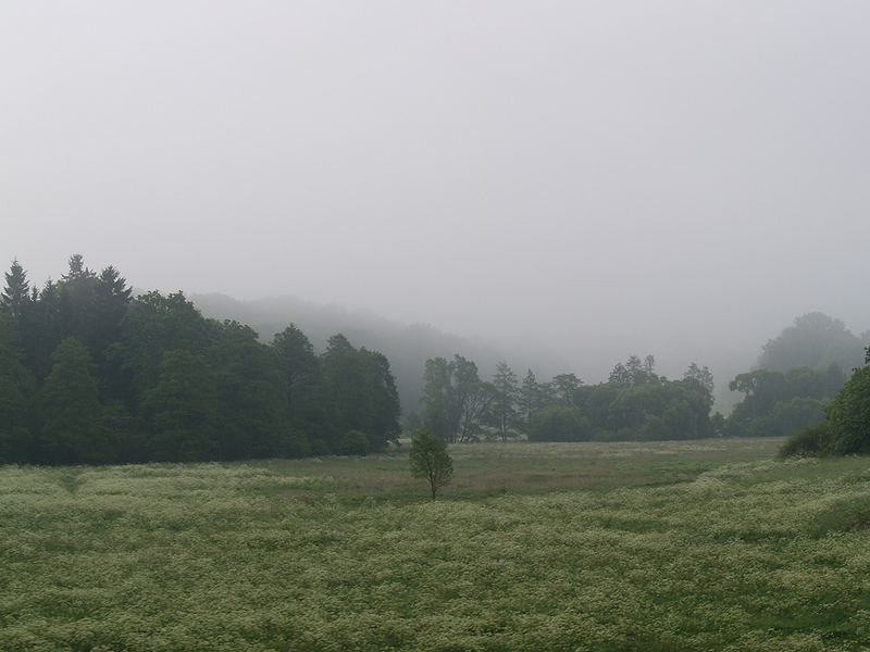 A Morning mist