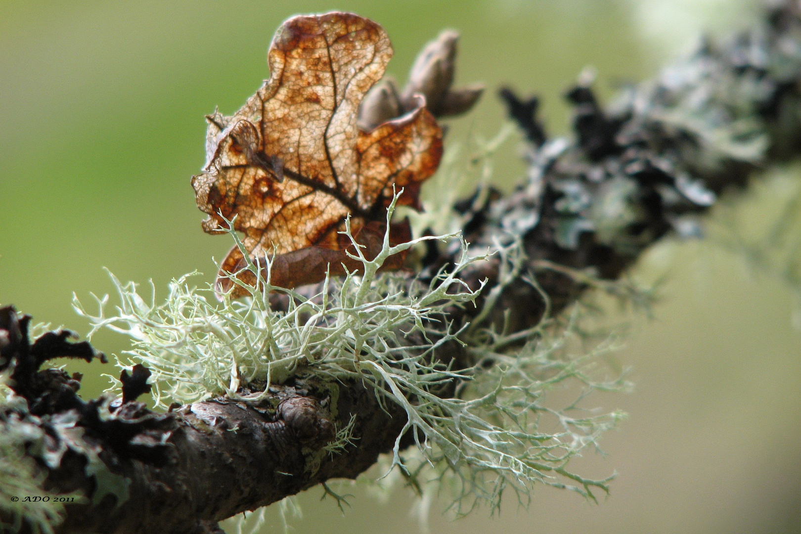 A Moss, a Fungus, a Lichen ....