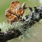 A Moss, a Fungus, a Lichen ....