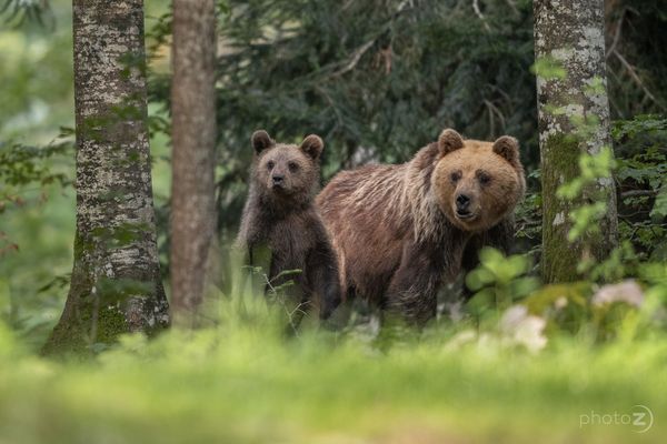 A mother and a curious cub