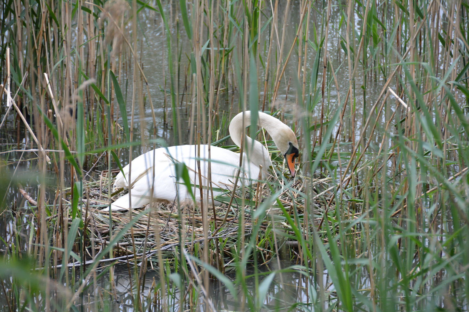 A mother swan broods her eggs in the middle of the reeds.