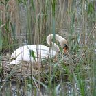 A mother swan broods her eggs in the middle of the reeds.