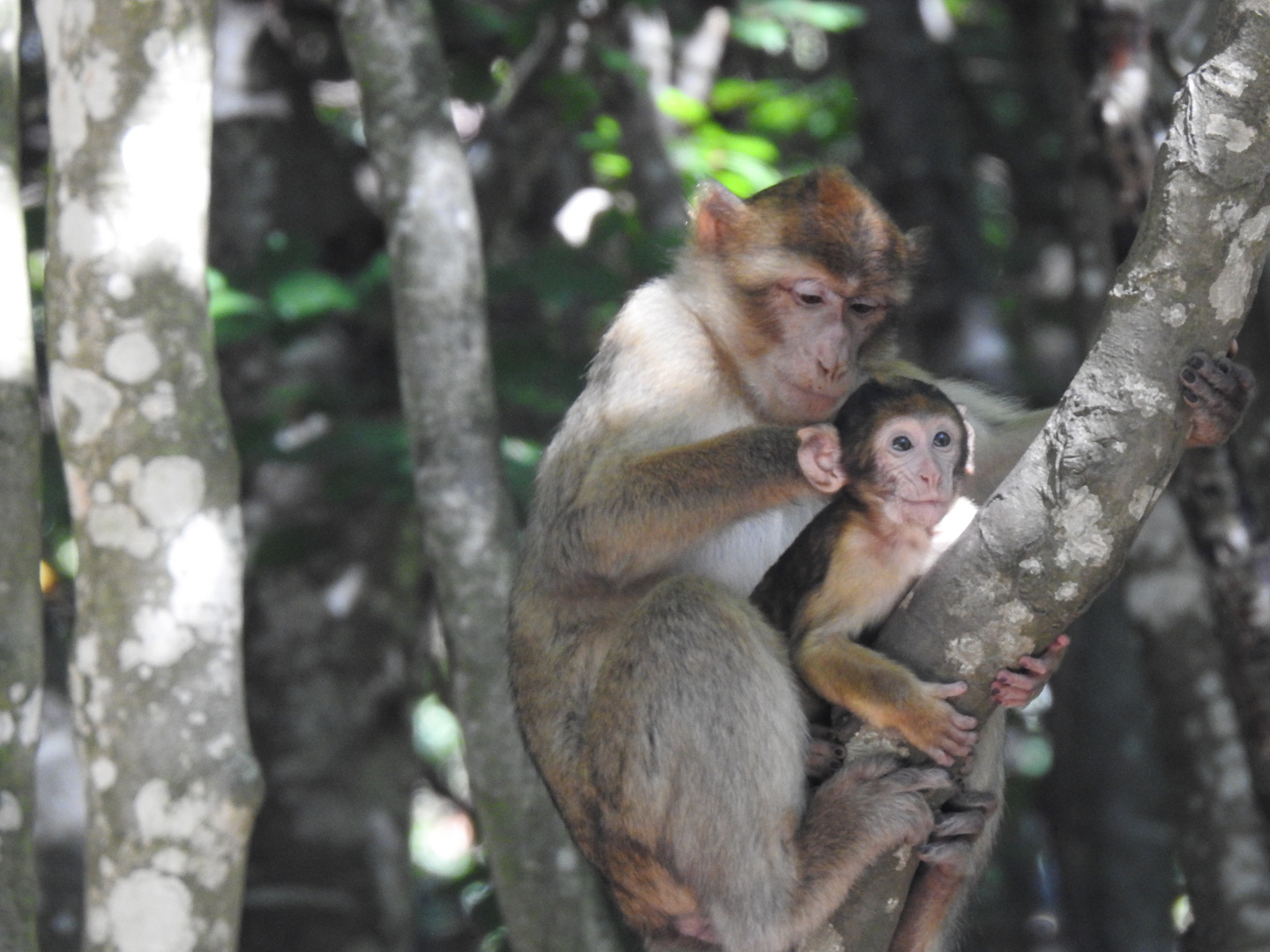 A MOTHER'S LOVE.....