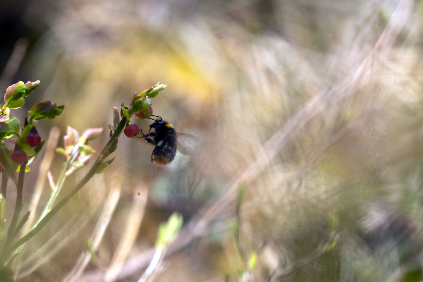 A mountain bee