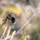 A mountain bee